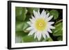White Lotus or Water Lily in the Pond-eyes wide-Framed Photographic Print