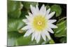 White Lotus or Water Lily in the Pond-eyes wide-Mounted Photographic Print