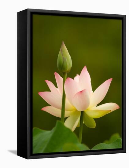 White Lotus With Pink Tips, Kenilworth Aquatic Gardens, Washington DC, USA-Corey Hilz-Framed Stretched Canvas