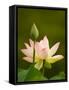 White Lotus With Pink Tips, Kenilworth Aquatic Gardens, Washington DC, USA-Corey Hilz-Framed Stretched Canvas