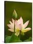 White Lotus With Pink Tips, Kenilworth Aquatic Gardens, Washington DC, USA-Corey Hilz-Stretched Canvas