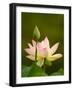 White Lotus With Pink Tips, Kenilworth Aquatic Gardens, Washington DC, USA-Corey Hilz-Framed Photographic Print