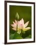 White Lotus With Pink Tips, Kenilworth Aquatic Gardens, Washington DC, USA-Corey Hilz-Framed Photographic Print