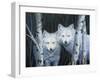 White Magic-Rusty Frentner-Framed Giclee Print