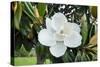 White Magnolia blossom, Florida, USA-Lisa S. Engelbrecht-Stretched Canvas