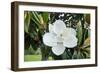 White Magnolia blossom, Florida, USA-Lisa S. Engelbrecht-Framed Photographic Print