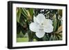 White Magnolia blossom, Florida, USA-Lisa S. Engelbrecht-Framed Photographic Print