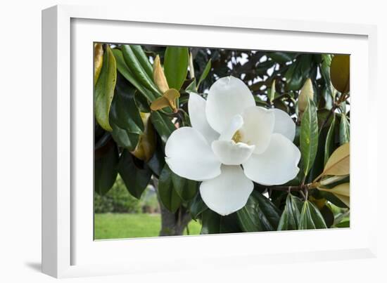 White Magnolia blossom, Florida, USA-Lisa S. Engelbrecht-Framed Photographic Print