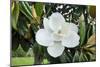 White Magnolia blossom, Florida, USA-Lisa S. Engelbrecht-Mounted Photographic Print