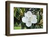 White Magnolia blossom, Florida, USA-Lisa S. Engelbrecht-Framed Photographic Print