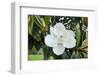 White Magnolia blossom, Florida, USA-Lisa S. Engelbrecht-Framed Photographic Print