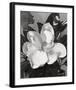 White Magnolia-Hornbuckle-Framed Art Print