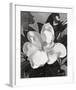 White Magnolia-Hornbuckle-Framed Art Print