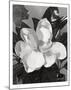 White Magnolia-Hornbuckle-Mounted Art Print