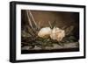 White Magnolias on a Blue Cloth-Martin Johnson Heade-Framed Giclee Print