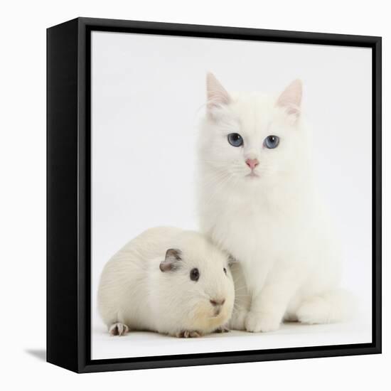 White Main Coon-Cross Kitten with White Guinea Pig-Mark Taylor-Framed Stretched Canvas