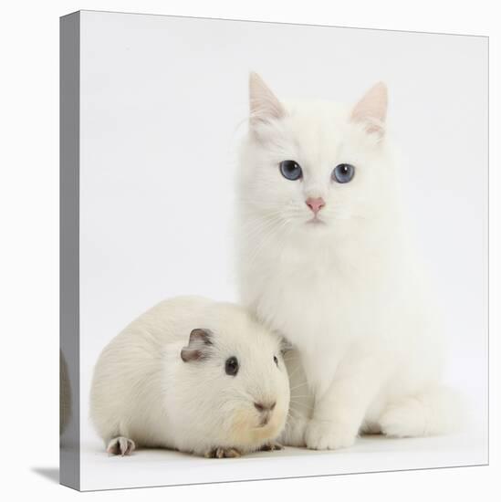 White Main Coon-Cross Kitten with White Guinea Pig-Mark Taylor-Stretched Canvas