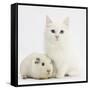 White Main Coon-Cross Kitten with White Guinea Pig-Mark Taylor-Framed Stretched Canvas