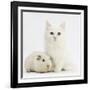 White Main Coon-Cross Kitten with White Guinea Pig-Mark Taylor-Framed Photographic Print