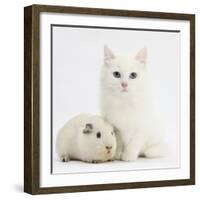 White Main Coon-Cross Kitten with White Guinea Pig-Mark Taylor-Framed Photographic Print