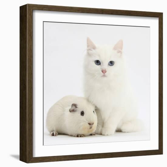 White Main Coon-Cross Kitten with White Guinea Pig-Mark Taylor-Framed Photographic Print