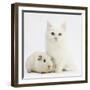 White Main Coon-Cross Kitten with White Guinea Pig-Mark Taylor-Framed Photographic Print