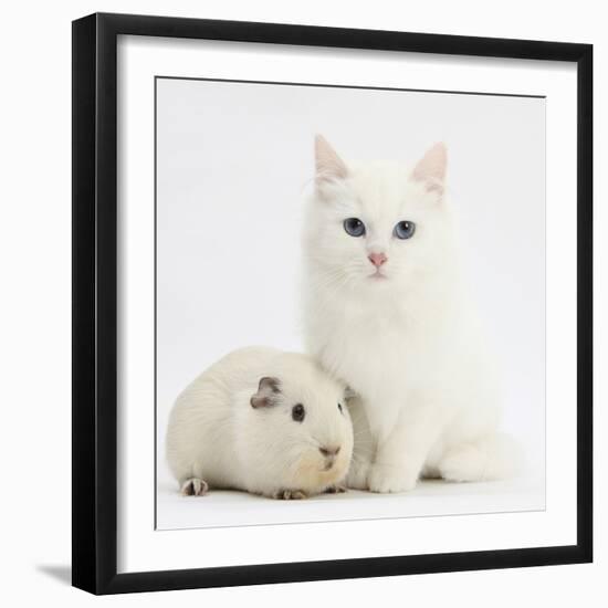 White Main Coon-Cross Kitten with White Guinea Pig-Mark Taylor-Framed Photographic Print
