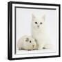White Main Coon-Cross Kitten with White Guinea Pig-Mark Taylor-Framed Photographic Print