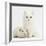 White Main Coon-Cross Kitten with White Guinea Pig-Mark Taylor-Framed Photographic Print