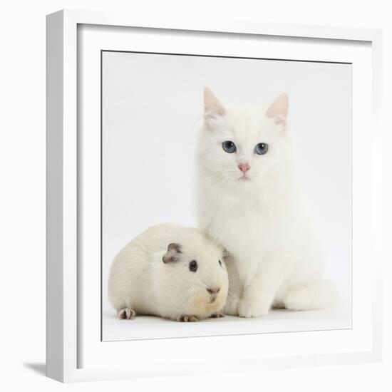 White Main Coon-Cross Kitten with White Guinea Pig-Mark Taylor-Framed Photographic Print