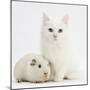 White Main Coon-Cross Kitten with White Guinea Pig-Mark Taylor-Mounted Photographic Print