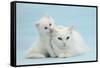 White Maine Coon-Cross Mother Cat, and Her White Kitten-Mark Taylor-Framed Stretched Canvas