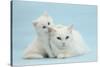 White Maine Coon-Cross Mother Cat, and Her White Kitten-Mark Taylor-Stretched Canvas