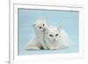 White Maine Coon-Cross Mother Cat, and Her White Kitten-Mark Taylor-Framed Photographic Print