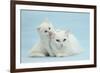 White Maine Coon-Cross Mother Cat, and Her White Kitten-Mark Taylor-Framed Photographic Print