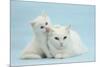 White Maine Coon-Cross Mother Cat, and Her White Kitten-Mark Taylor-Mounted Photographic Print