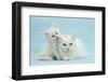 White Maine Coon-Cross Mother Cat, and Her White Kitten-Mark Taylor-Framed Photographic Print