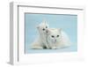 White Maine Coon-Cross Mother Cat, and Her White Kitten-Mark Taylor-Framed Photographic Print