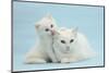 White Maine Coon-Cross Mother Cat, and Her White Kitten-Mark Taylor-Mounted Photographic Print