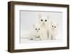 White Maine Coon-Cross Mother Cat, and Her White Kittens-Mark Taylor-Framed Photographic Print