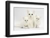 White Maine Coon-Cross Mother Cat, and Her White Kittens-Mark Taylor-Framed Photographic Print