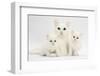 White Maine Coon-Cross Mother Cat, and Her White Kittens-Mark Taylor-Framed Photographic Print