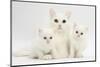 White Maine Coon-Cross Mother Cat, and Her White Kittens-Mark Taylor-Mounted Photographic Print