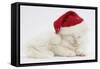 White Maine Coon Kitten Asleep Wearing a Father Christmas Hat-Mark Taylor-Framed Stretched Canvas