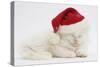 White Maine Coon Kitten Asleep Wearing a Father Christmas Hat-Mark Taylor-Stretched Canvas