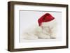 White Maine Coon Kitten Asleep Wearing a Father Christmas Hat-Mark Taylor-Framed Photographic Print