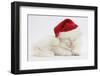 White Maine Coon Kitten Asleep Wearing a Father Christmas Hat-Mark Taylor-Framed Photographic Print