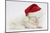 White Maine Coon Kitten Asleep Wearing a Father Christmas Hat-Mark Taylor-Mounted Photographic Print