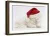 White Maine Coon Kitten Asleep Wearing a Father Christmas Hat-Mark Taylor-Framed Photographic Print