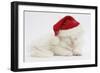 White Maine Coon Kitten Asleep Wearing a Father Christmas Hat-Mark Taylor-Framed Photographic Print